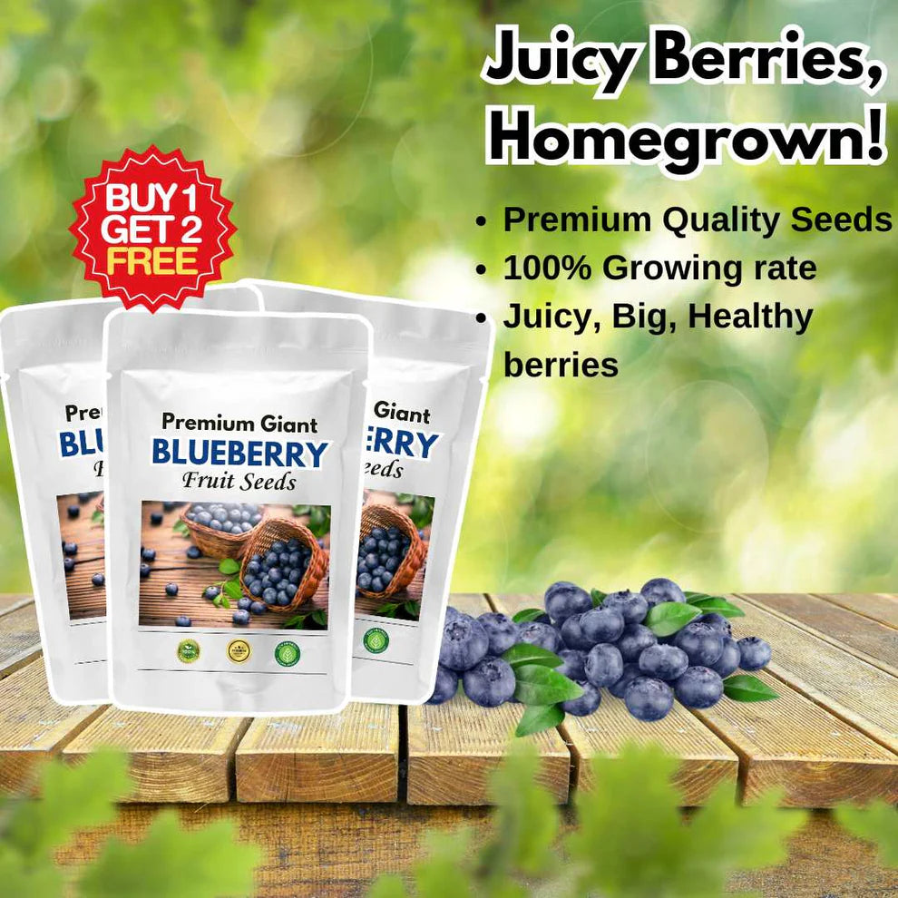 Giant Blueberry Fruit Seeds